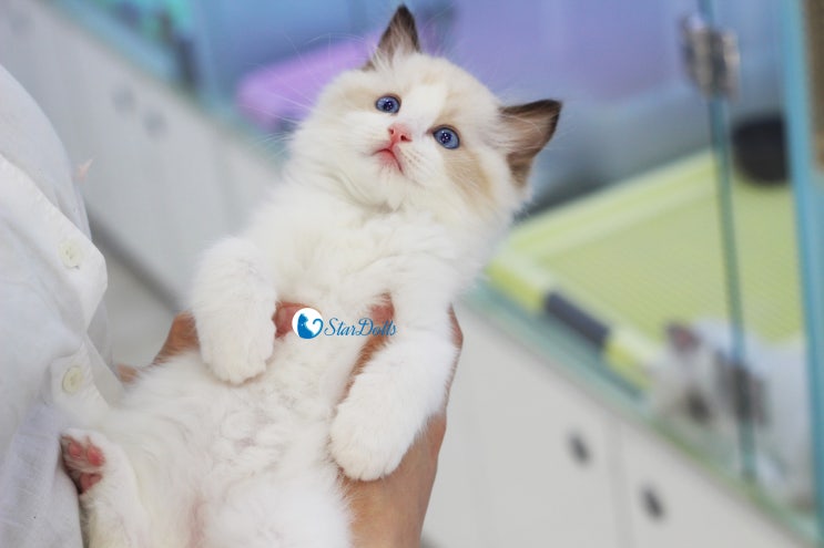  랙돌분양을 검색했다면 꼭 봐주세요^^*