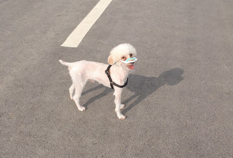  소형견입마개 강아지입마개 루브립입마개로 산뜻한 나들이~
