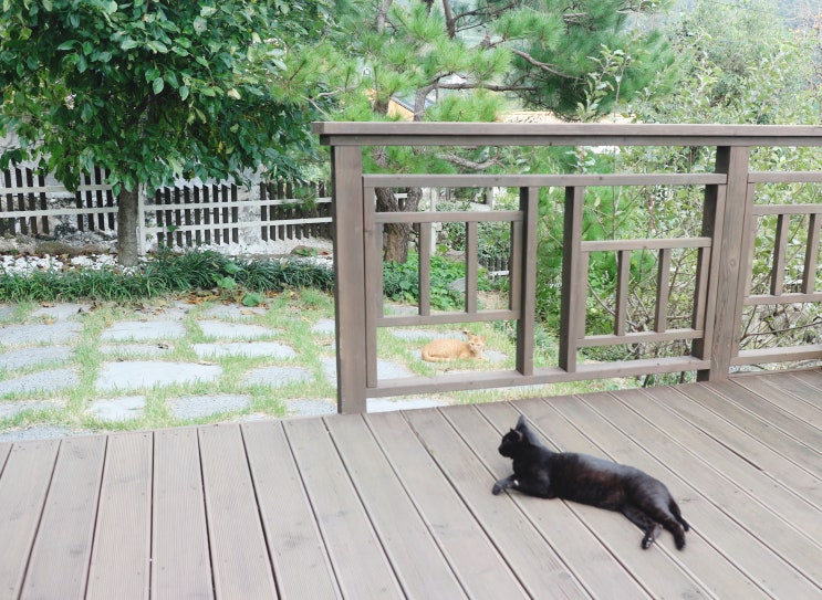  <지리산 고양이 일기> 218. 가을 오후 네 시
