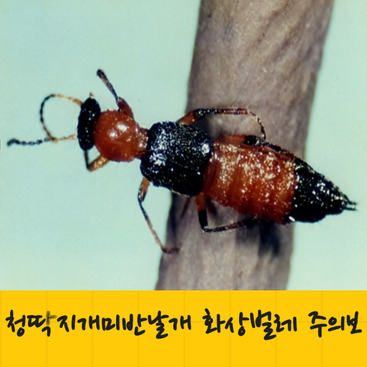  청딱지개미반날개 일명 화상벌레 조심하세요