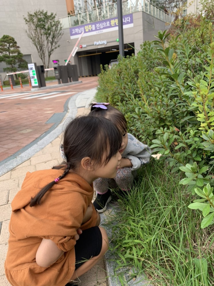 예쁜어린이집;)흰나방키우기