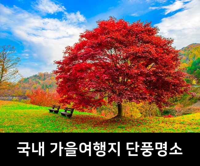  국내 가을 여행지 2편, 중부권 단풍명소 : 안동,내장산,제주도 등