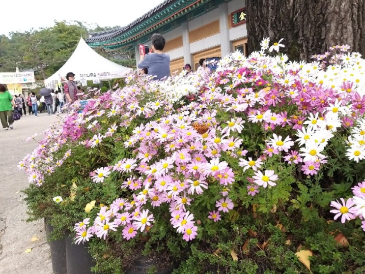  봉녕사 사찰음식축제에 다녀왔어요