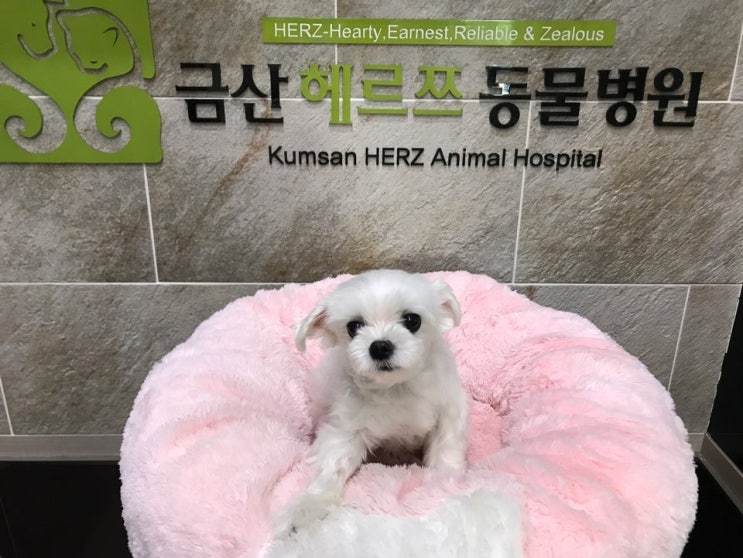 여섯 살 말티즈 마리의 슬개골탈구수술, 강아지수술전문-성남분당헤르쯔 동물병원
