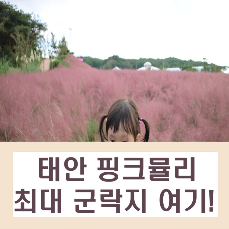  태안 핑크뮬리 가장 많은곳 다녀왔어요
