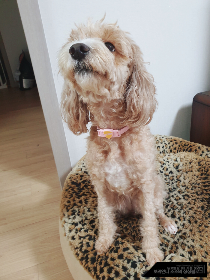 강아지선물 강아지목걸이 반디펫 : 전류비타민으로 건강하게! 강아지선물 강아지목걸이 반디펫 : 전류비타민으로 건강하게!