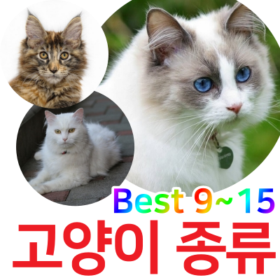  고양이 종류: 2019하반기 순위 2탄