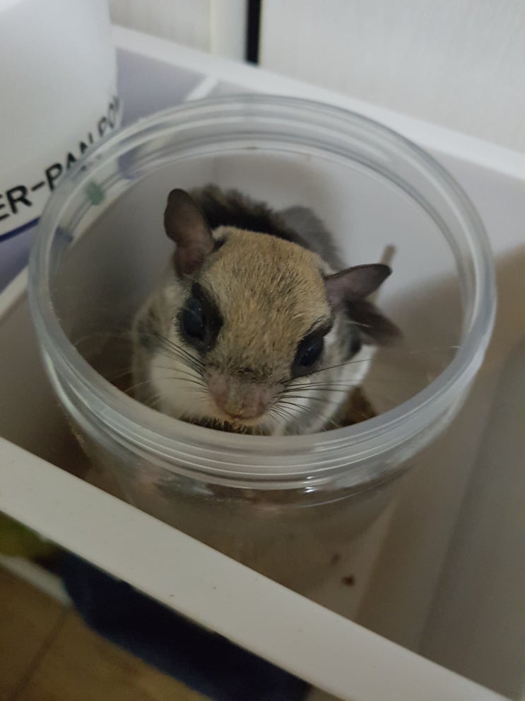  (하늘다람쥐 나린 +127) 드디어 갉갉갉갉 + 편식 고치기 위한 노력!