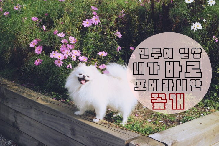  내가 바로 포메라니안 꽃개 (in,마중공원)