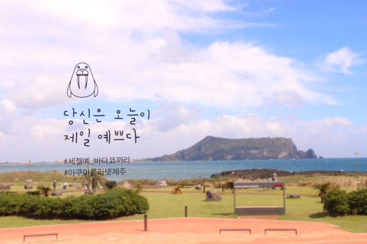  [제주살이] [제주관광지] 오랜만에 다시 찾은 제주 동부-아쿠아플라넷, 섭지코지, 광치기해변