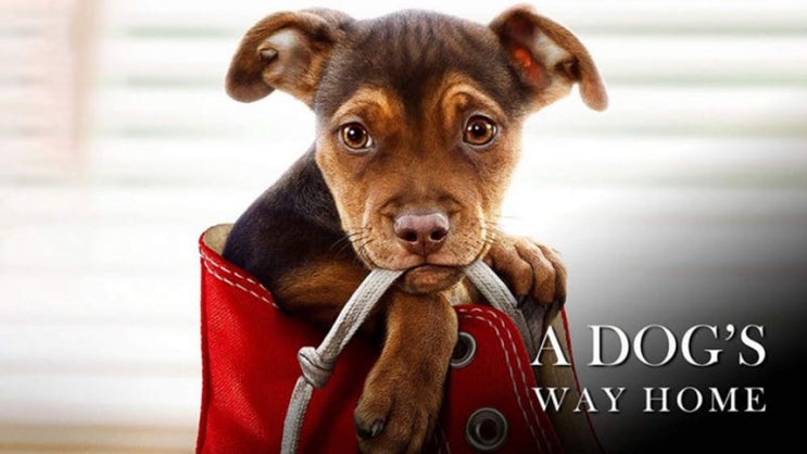 (넷플릭스 영화 추천) 실화를 바탕으로 한 '더 웨이 홈'(a dog's way home)