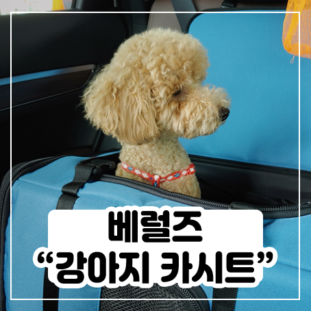 베럴즈 강아지 카시트 사용 후기 베럴즈 강아지 카시트 사용 후기
