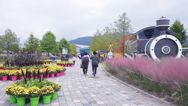  곡성 심청축제 섬진강 기차마을 핑크뮬리와 가을꽃 예뻐요