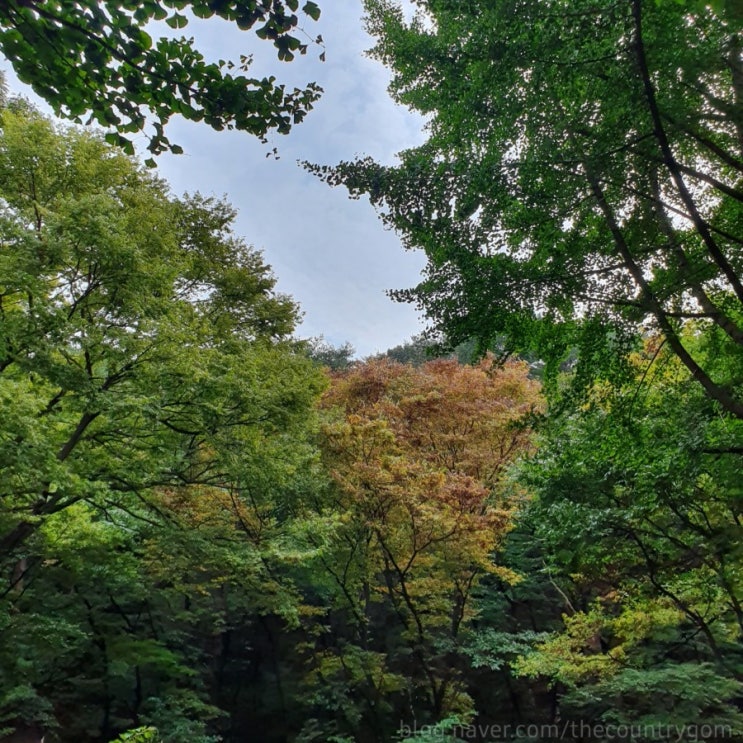  억새보러 오서산 등산하기