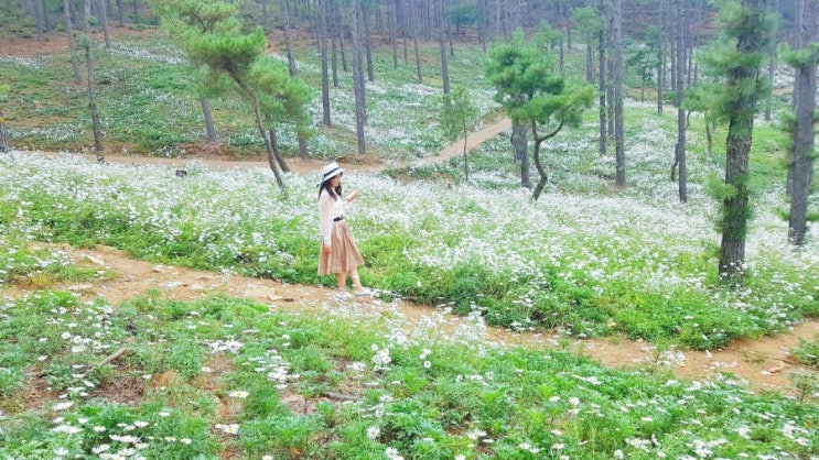  파주율곡수목원 ㅡ 구절초 눈꽃처럼 피어나다(2019.10.04)