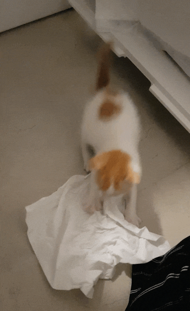  아기 고양이 공식이 돌보기 11일차.... 