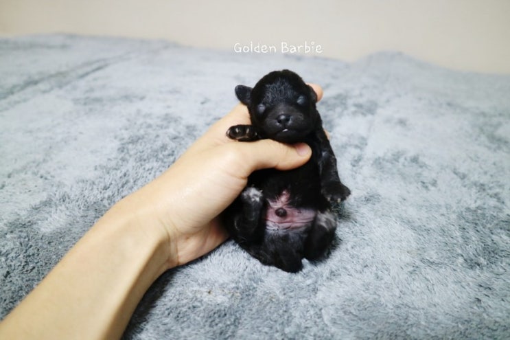  골든바비 토이푸들 성장기