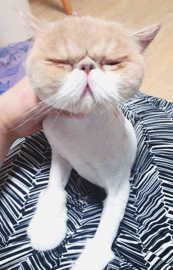  서울 경기 전지역 고양이무마취미용