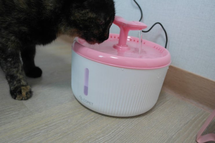 고양이 정수기 음수량 늘리기 프로젝트