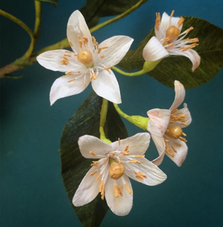  네롤리 효능 비터오렌지의 꽃 에센셜오일 Neroli Citrus aurantium var. amara 아로마마사지