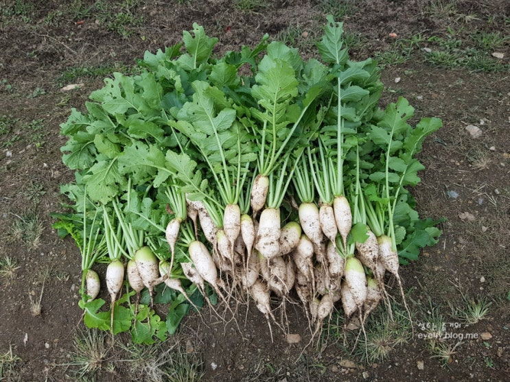  김장무 키우기 :: 두번째 솎아내기!