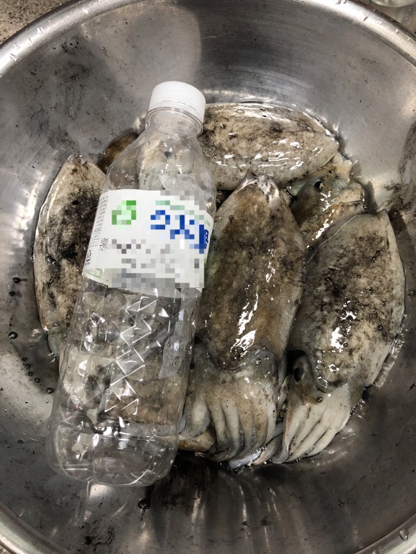  무창포 쭈꾸미 낚시 선상 플러스호 정보 및 후기