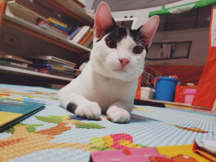  탐정고양이 필립