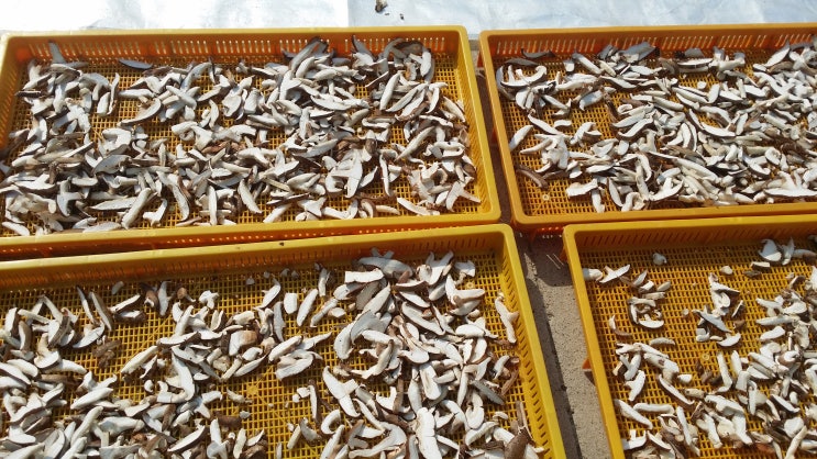  표고버섯재배-건표고버섯: 버섯 말리기