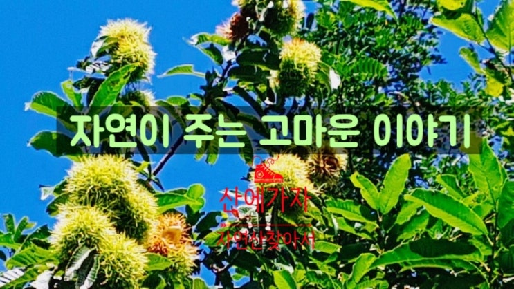  가을은 결실의 계절 추억을 생각하며 산행하다 주어온산밤이 참 맛이 좋은데 주인은 청솔모 다람쥐 멧돼지인가?