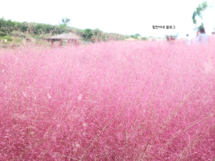  가을 나들이 / 하늘공원 - 서울의 핑크뮬리와 억새축제