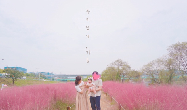  대전 핑크뮬리, 신탄진 금강 로하스산호빛공원 핑크빛