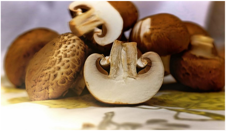 정기를 강화시키는 표고버섯 효능