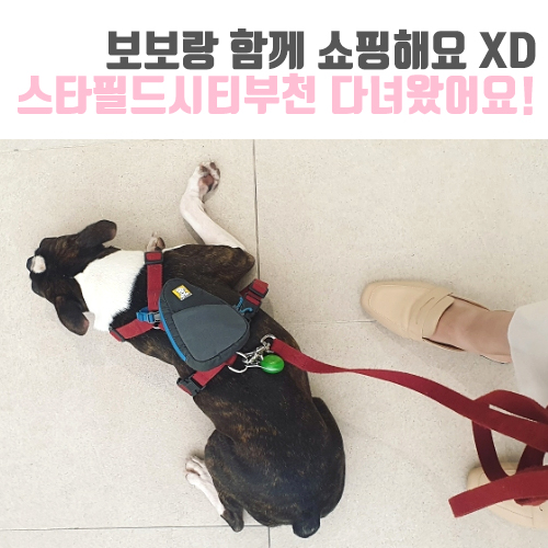  [보보일기/스타필드시티부천] 보보랑 함께 반려견 동반 쇼핑 다녀왔어요 XD