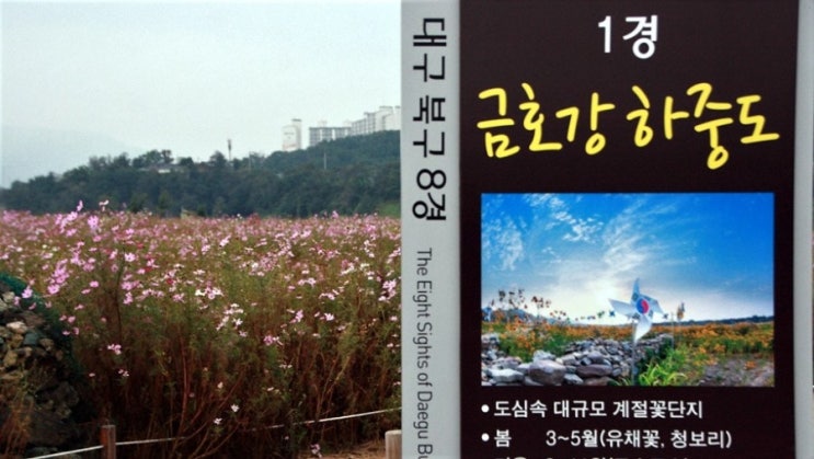  대구가볼만한곳, 대구 금호강 하중도 코스모스 꽃단지 이야기