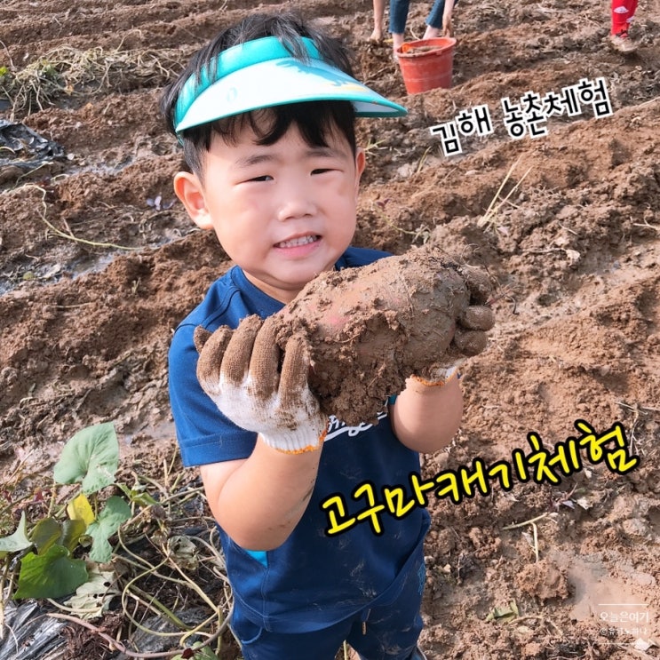 김해 농촌체험 고구마캐기 체험 다녀왔어요!