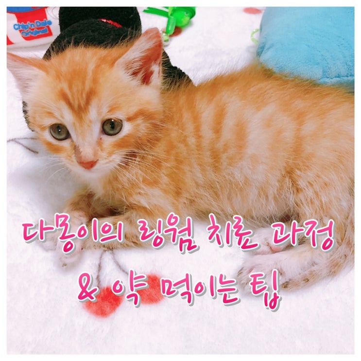  다몽이의 곰팡이성 피부병 링웜 치료 과정과 약 먹이는 팁 / 내복약 복용, 약용 샴푸, 소독약 처방 11일차