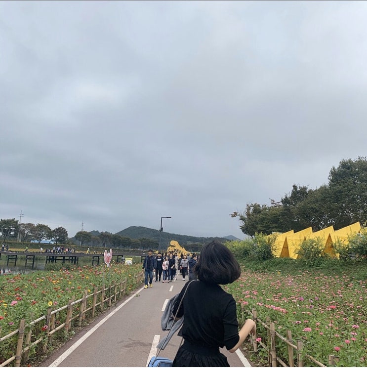  장성 노란 꽃 축제 | 낮술