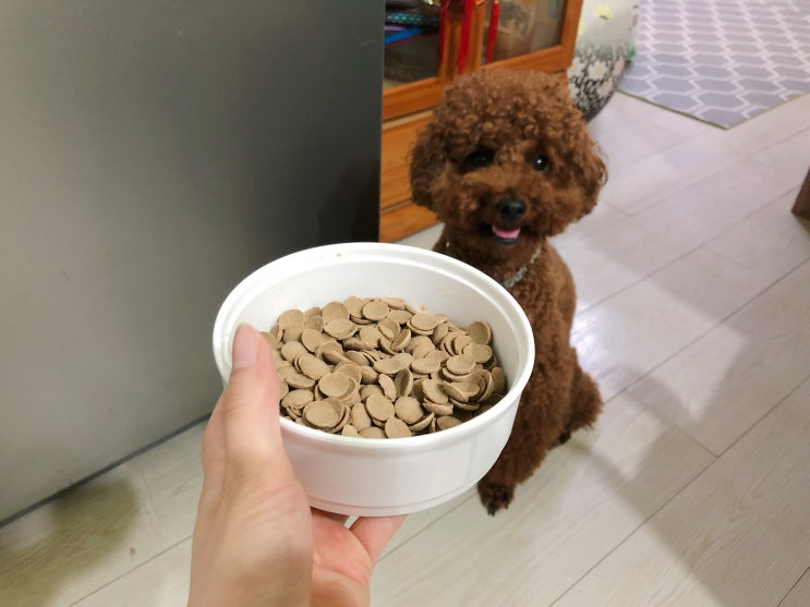  강아지사료추천 닥터독 골라겐 연어사료