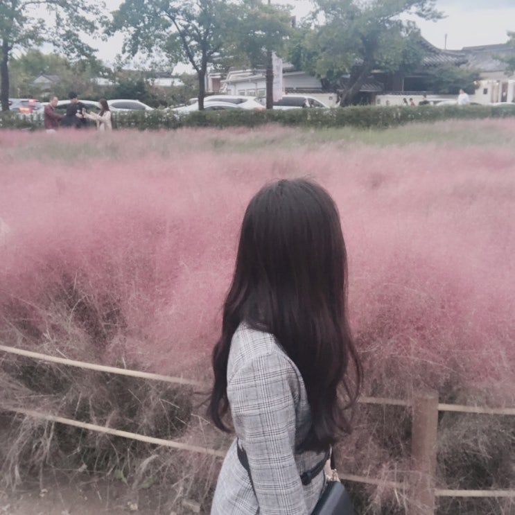  2019 경주 핑크 뮬리 실시간 풍경 이뻐요