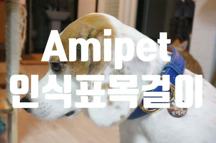  가죽목걸이에 이제는 필수인 인식표목걸이로 아미펫에서 교체했어요!