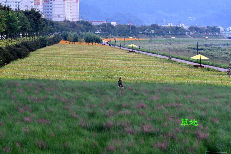 2019년 가장 핫한 국내 가을여행지 황룡강 노란꽃잔치가 열리는 장성의 꽃 길을 걸어봐요.