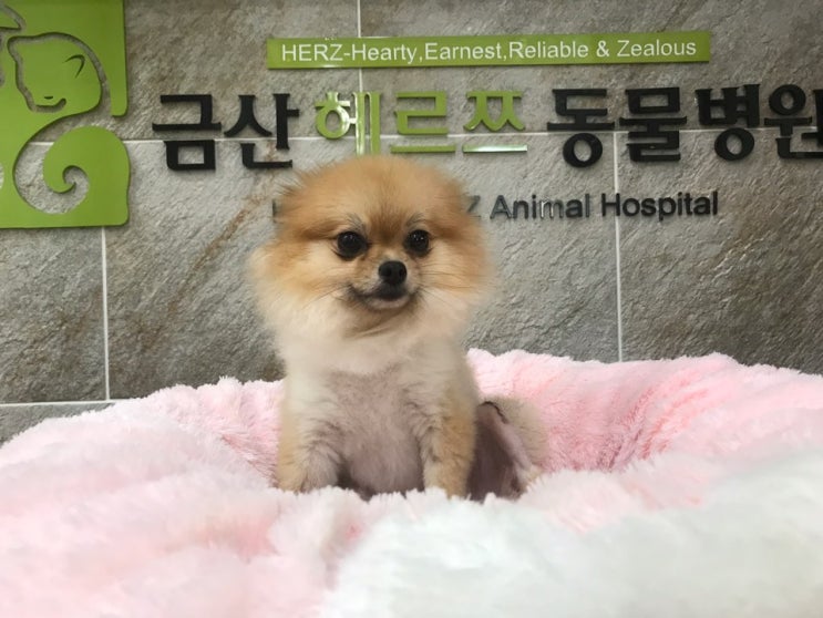  원주 사는 포메라니언 꼬미의 슬개골탈구수술, 강아지수술잘하는 성남판교동물병원-분당헤르쯔동물병원