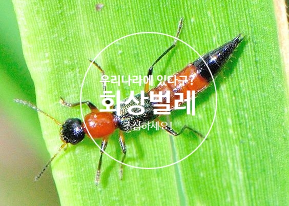  우리나라에 화상벌레가 나타났다?