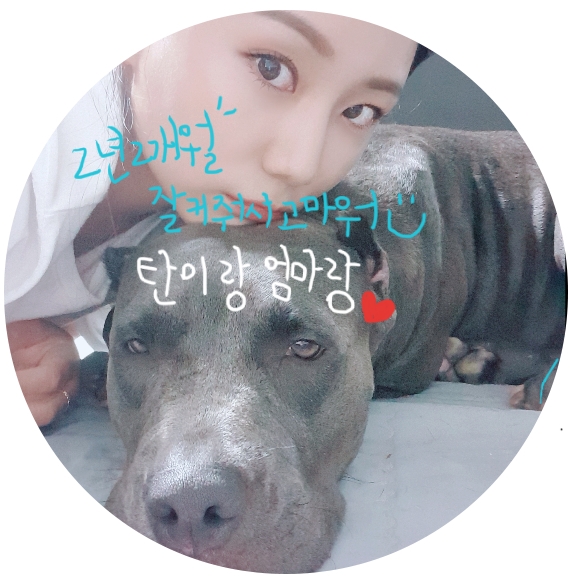  핏불/김탄이의2년2개월/#14_혼자여도괜찮아!외동개딸이노는법
