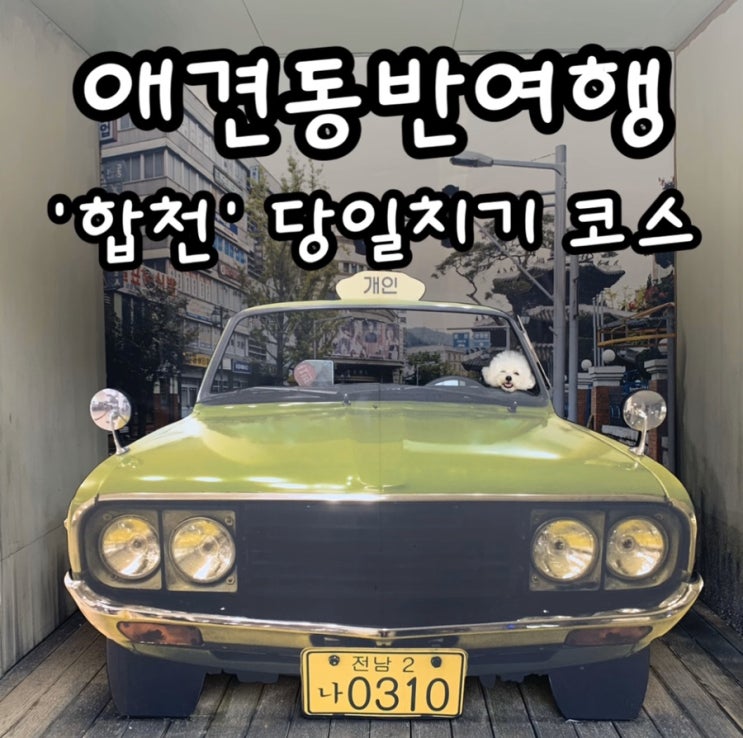  [애견동반여행] '합천' 강아지와 여행코스!당일치기 여행, 합천영상테마파크, 천불천탑, 애견동반식당, 애견동반카페, 카페플로라, 강아지동반, 합천가볼만한곳, 합천여행, 대구근교여행