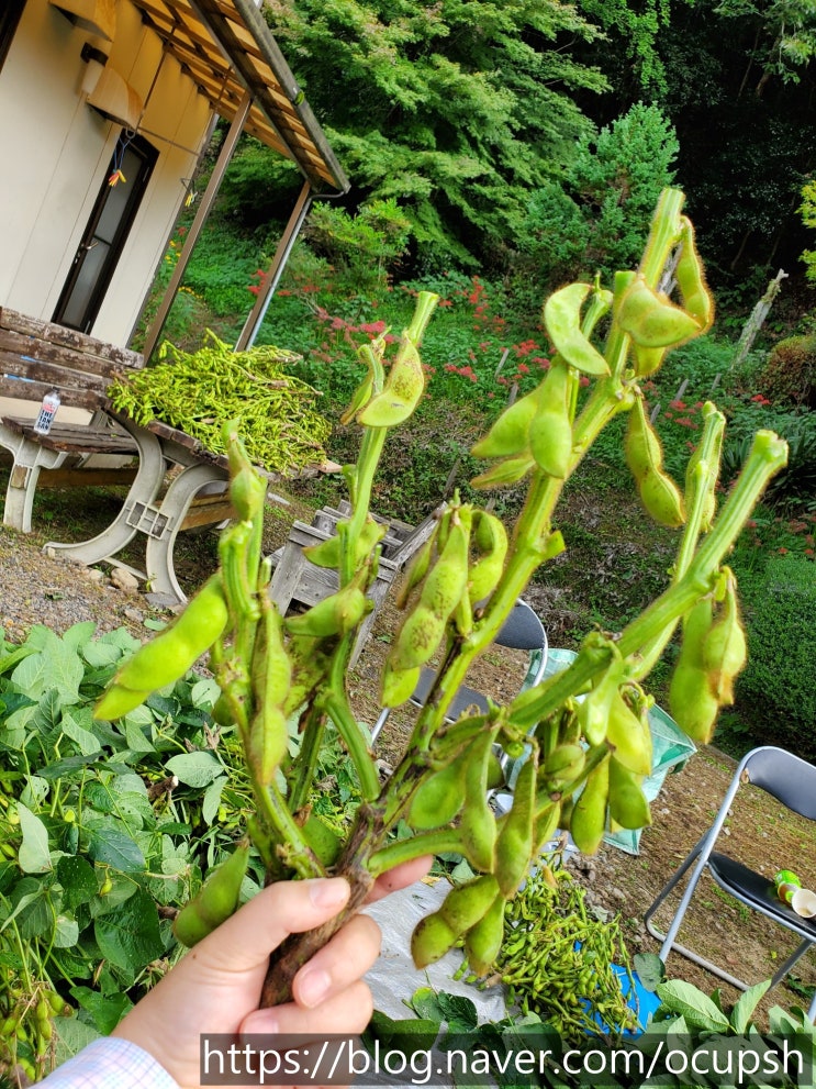  콩 따러 가세~~