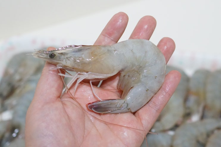  신안 새우추천!! 무항생제 새우 신장수산에서 만나다