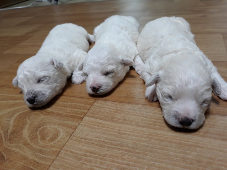  비숑가정분양 엄마와같이생활중이에요