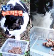  고양이습식캔 고양이캔간식은? 동원 뉴트리플랜 참치캔이 맛있다냥!