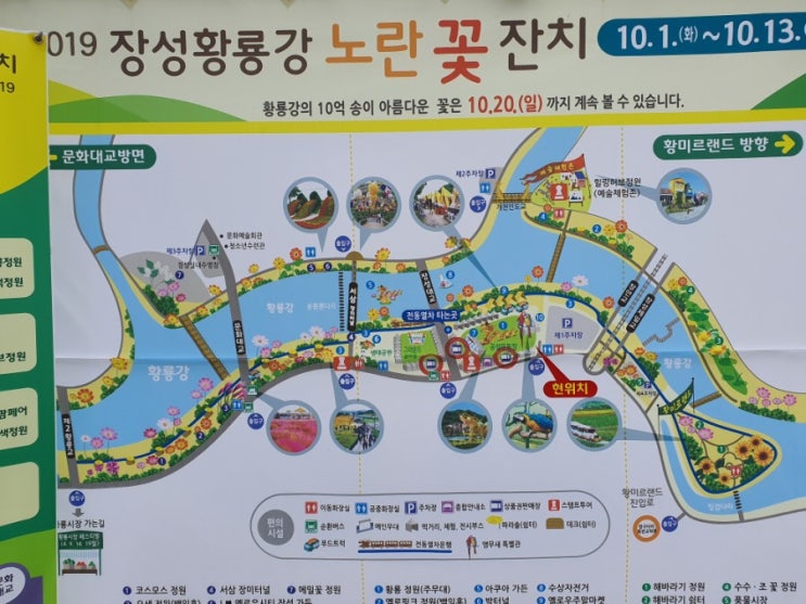  〔장성볼거리】 장성황룡강 노란꽃잔치의 향연